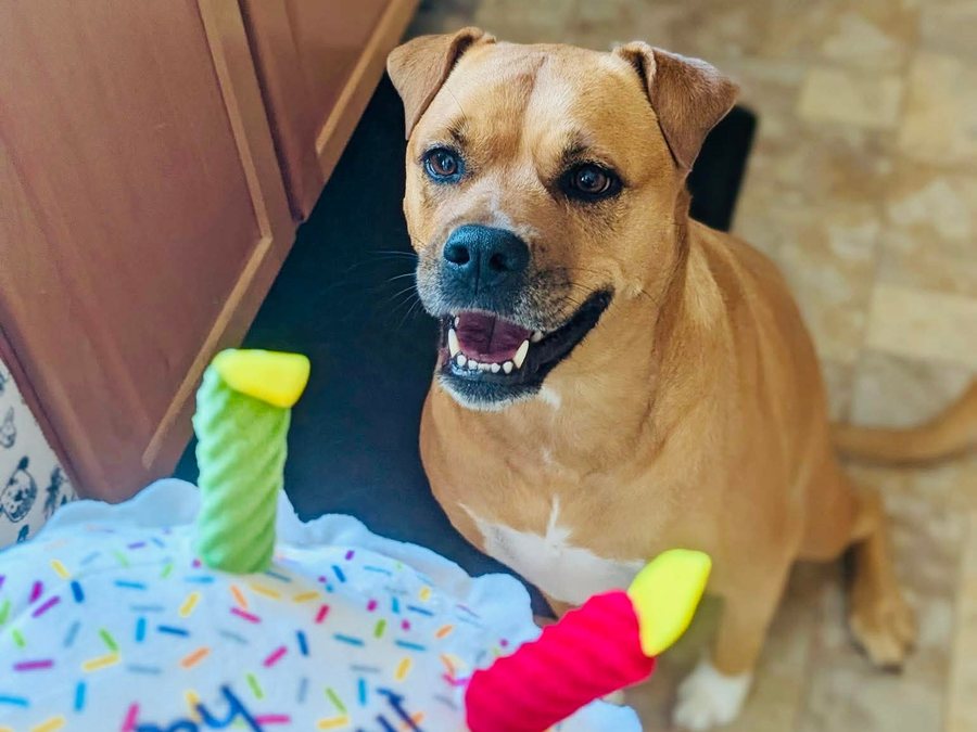 Nala, a tan dog, sitting on the kitchen floor grinning up at the camera beside a plush birthday-cake toy.