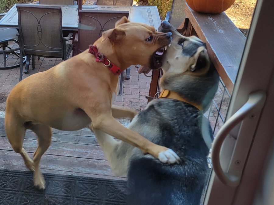 Nala rearing up on the deck with her mouth open and teeth showing, play-wrestling with a larger grey dog.